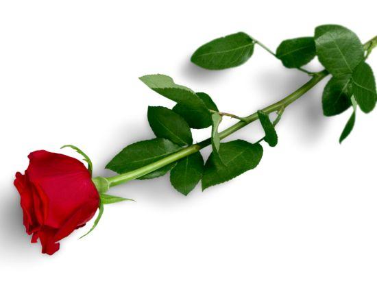 ਧਰਤੀ ‘ਤੇ ਉਹ ਬੀਜ ਬੀਜੀਏ ਜਿਸ ਦਾ ਨਾਂ ਕੇਵਲ “ਪਿਆਰ” ਹੋਵੇ--ਡਾ ਅਮਰਜੀਤ ਟਾਂਡਾ